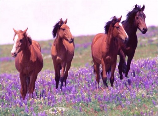 Horses-Spring-Joy-spring-wallpaper