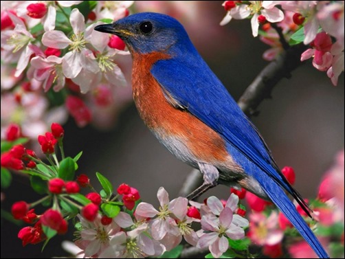 Spring-Bird-springtime-wallpaper