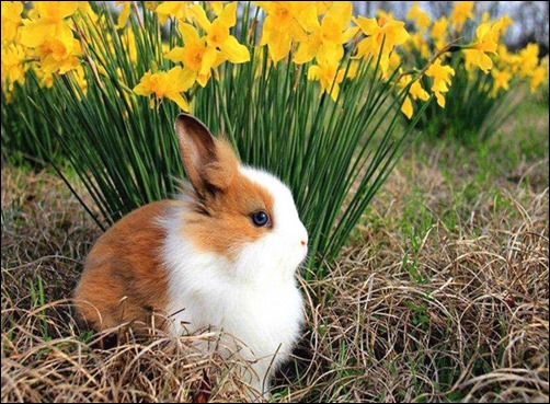 Spring-Bunny-spring-wallpaper