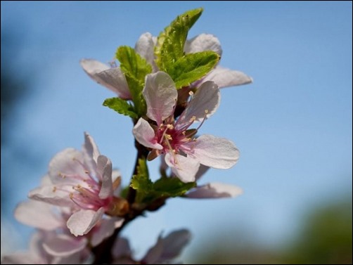 Spring-Flowers-spring-wallpaper