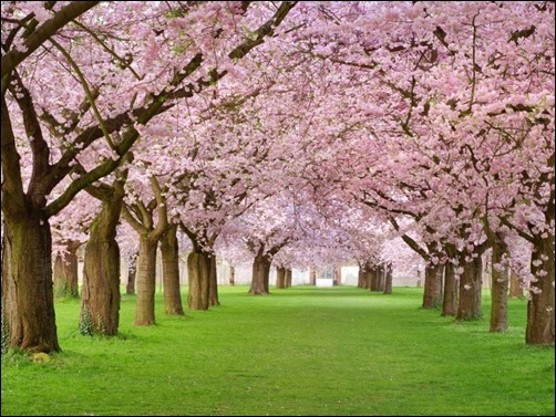 Spring-Tress-spring-wallpaper