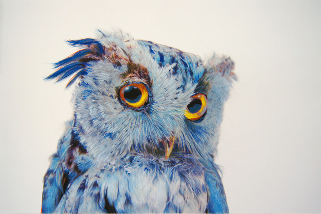 The Colorful Photorealistic Owls of John Pusateri