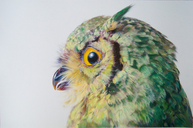 The Colorful Photorealistic Owls of John Pusateri