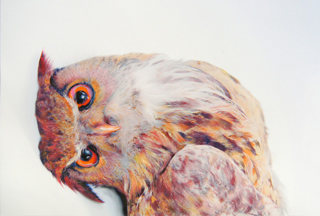 The Colorful Photorealistic Owls of John Pusateri
