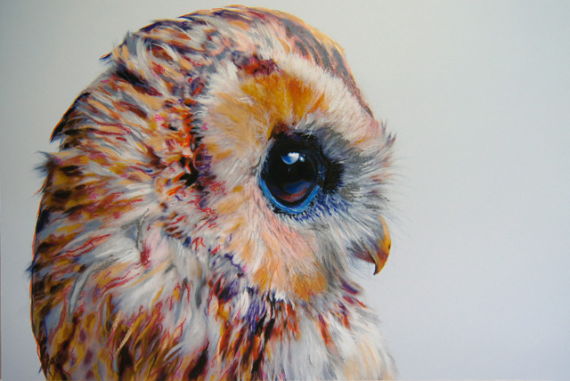 The Colorful Photorealistic Owls of John Pusateri