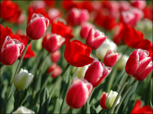 tulipsinspring
