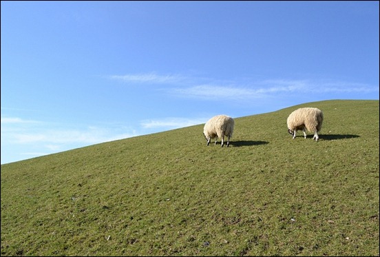 sheep-