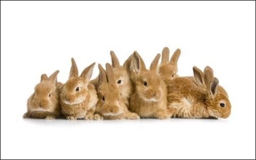 Easter-Bunnies-easter-wallpaper