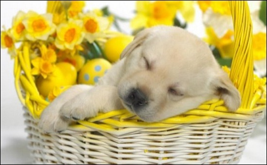 easter-puppy-basket