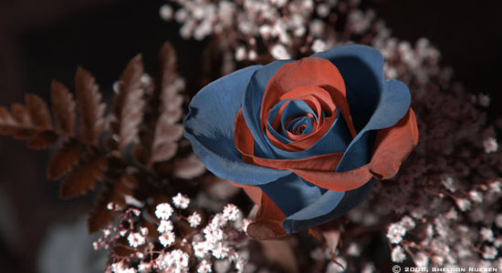 Exquisite Rose Flower