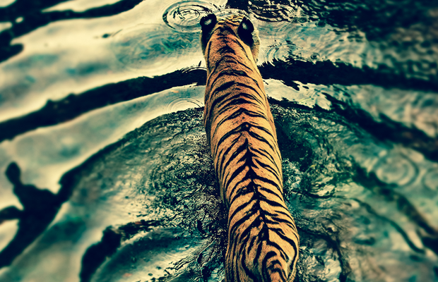 tiger ripples water desktop wallpaper