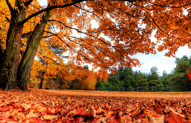 autumn leaves maple tree photo desktop