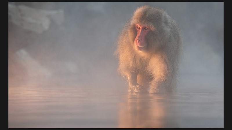 Nature Photographer of the Year