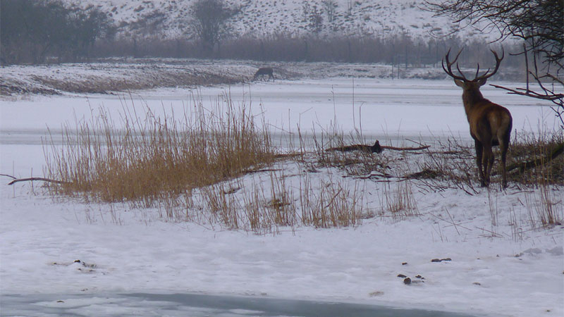 Red Deer on the Look Out