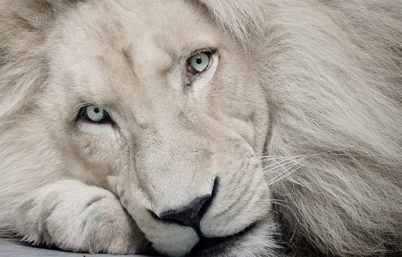 White Lion Haldir