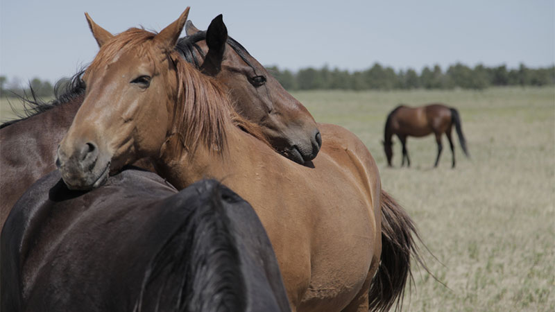 Wild Horses