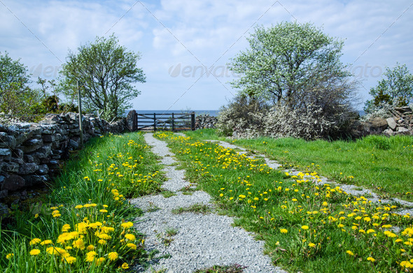 Dandelion road