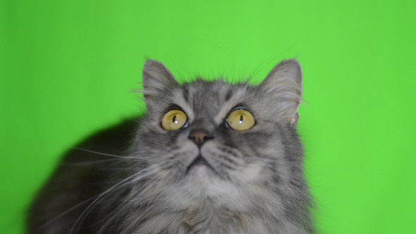 Cat Green Screen