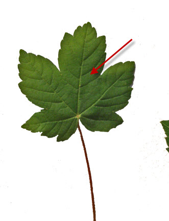 4 big leaf Create Leafy Face Photo Manipulation in Photoshop