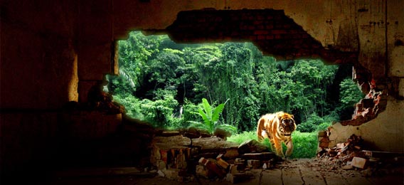 Create An Urban Tiger Photo Manipulation