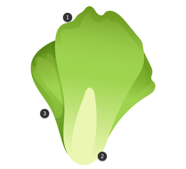 Use gradient shapes in order to render the lettuce head