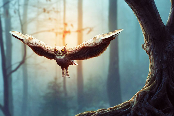 How to Create a Flying Owl Photo Manipulation for Beginners With Photoshop