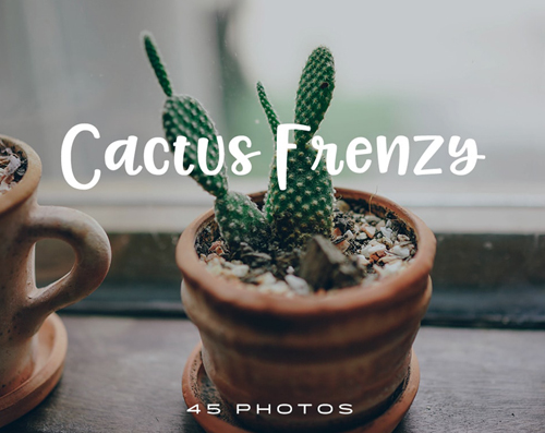 45 Free Pics of Cactuses