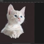An Introduction to Photoshop Selection Tools