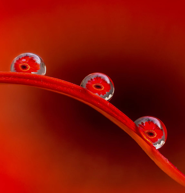 Beautiful Examples Of Water Drop Photography - 13