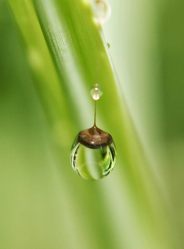 Beautiful Examples Of Water Drop Photography - 15