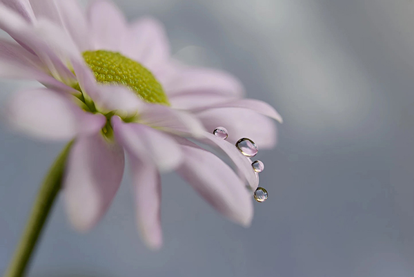 Beautiful Examples Of Water Drop Photography - 3