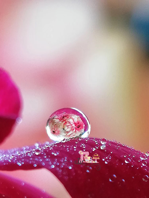 Beautiful Examples Of Water Drop Photography - 31