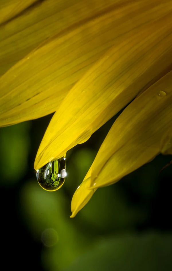 Beautiful Examples Of Water Drop Photography - 35