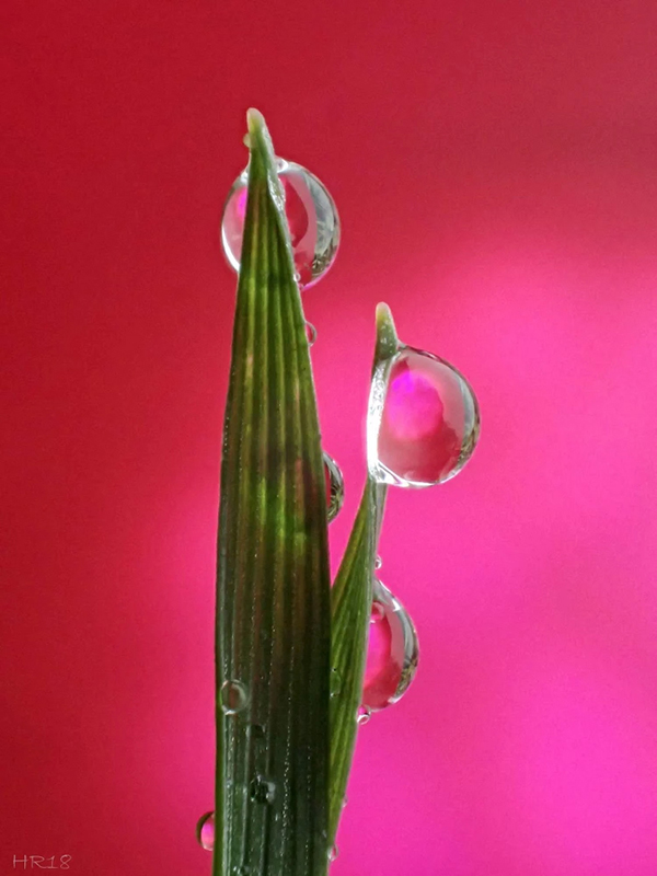 Beautiful Examples Of Water Drop Photography - 5