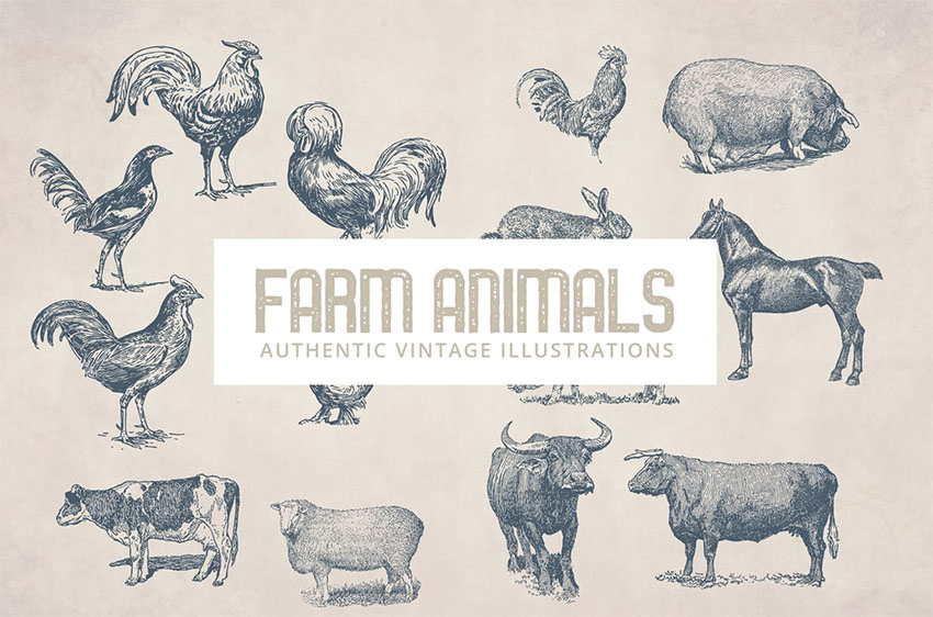 Vintage Animals Illustrations