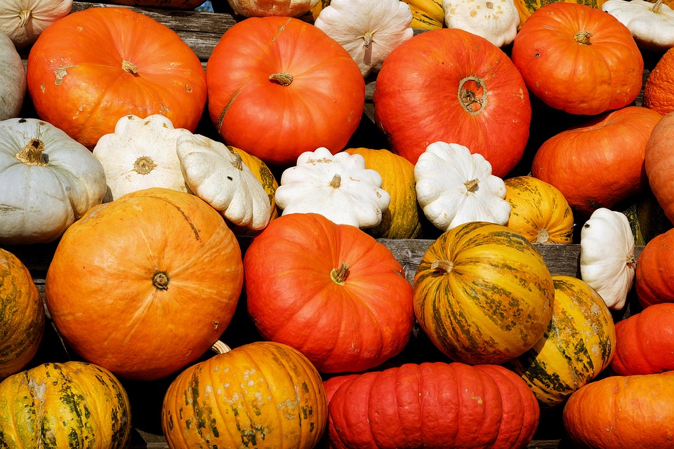 Pumpkins, Decorative Squashes, Colorful, Autumn