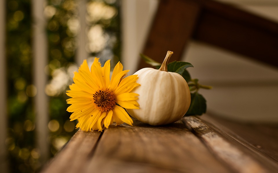 Thanksgiving, Pumpkin, Fall, Autumn, Nature, Background