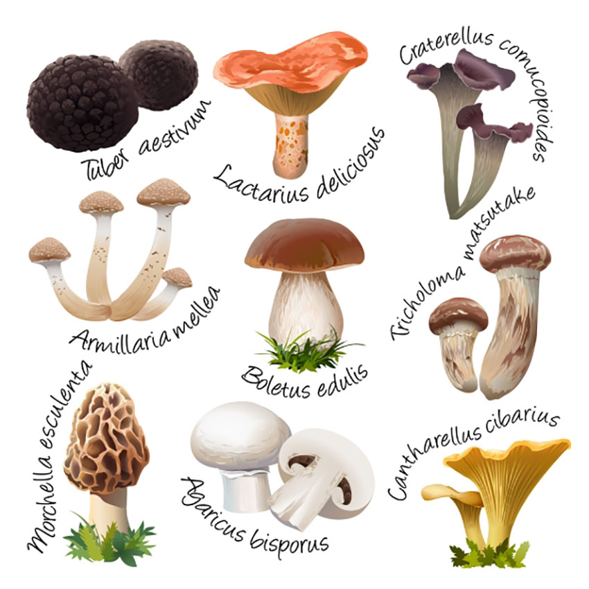 Botanical Mushroom Illustration