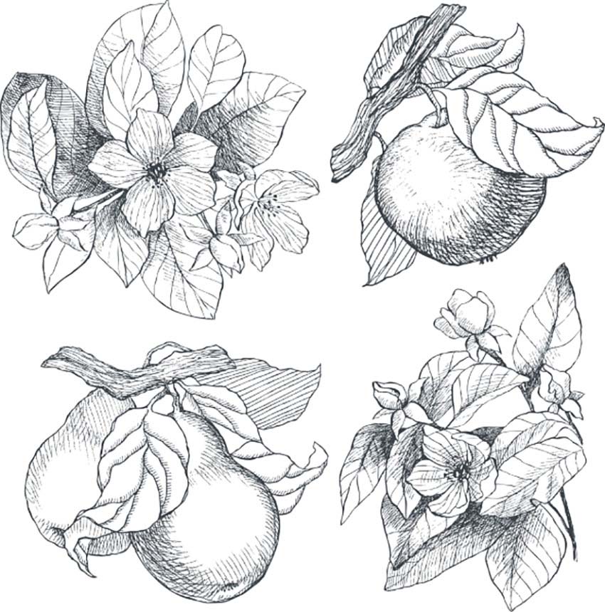 Botanical Illustration Black and White