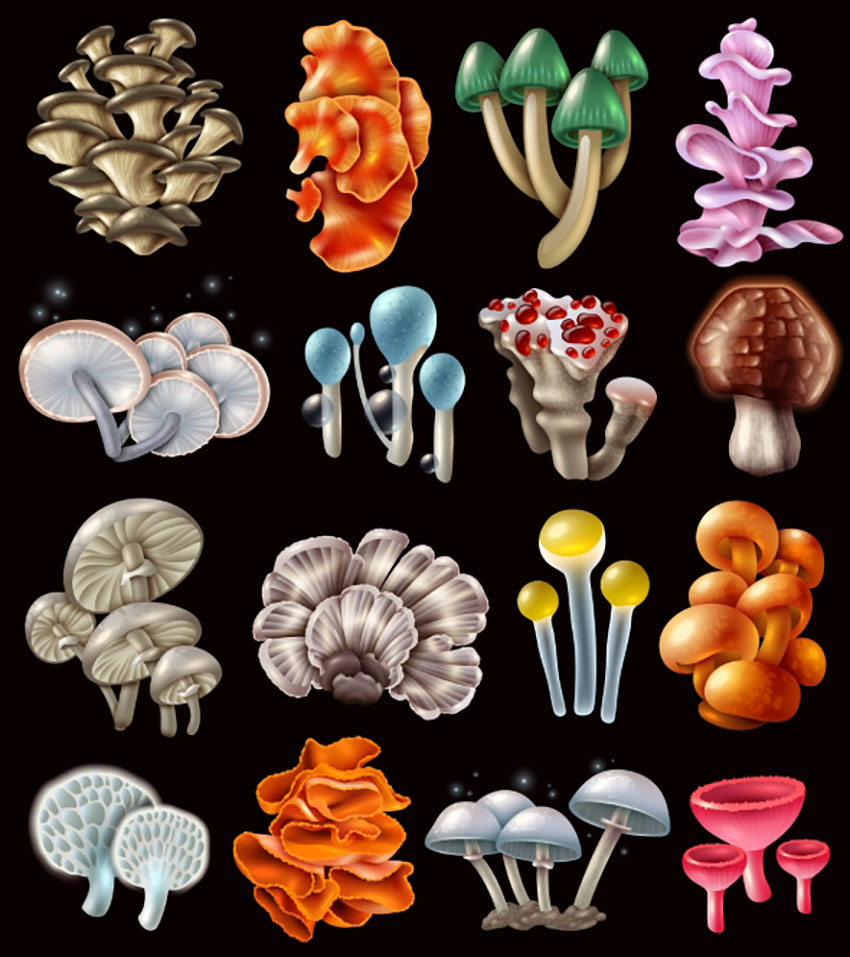 Botanical Mushroom Illustration