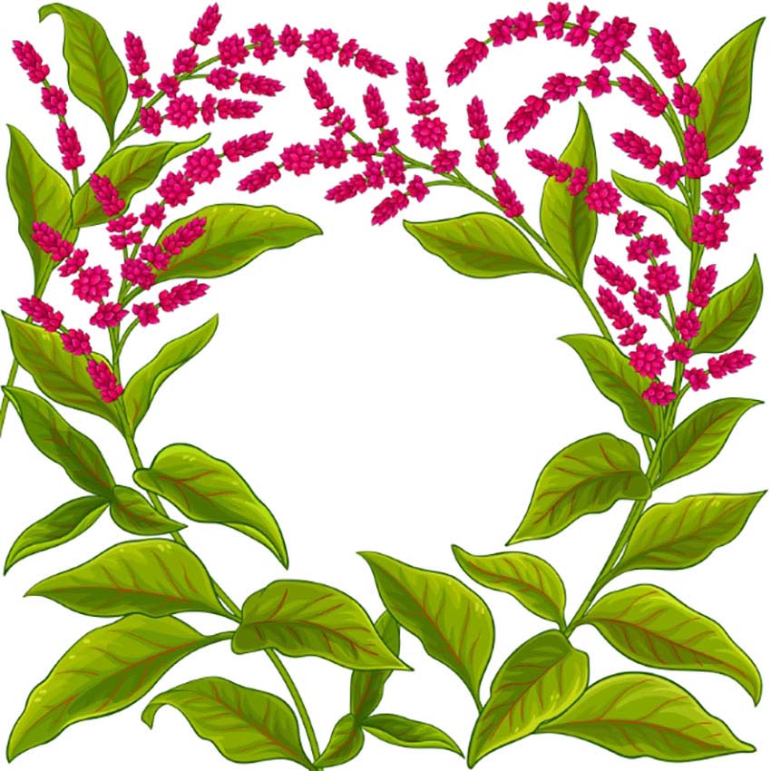 Amaranth Botanical Drawing