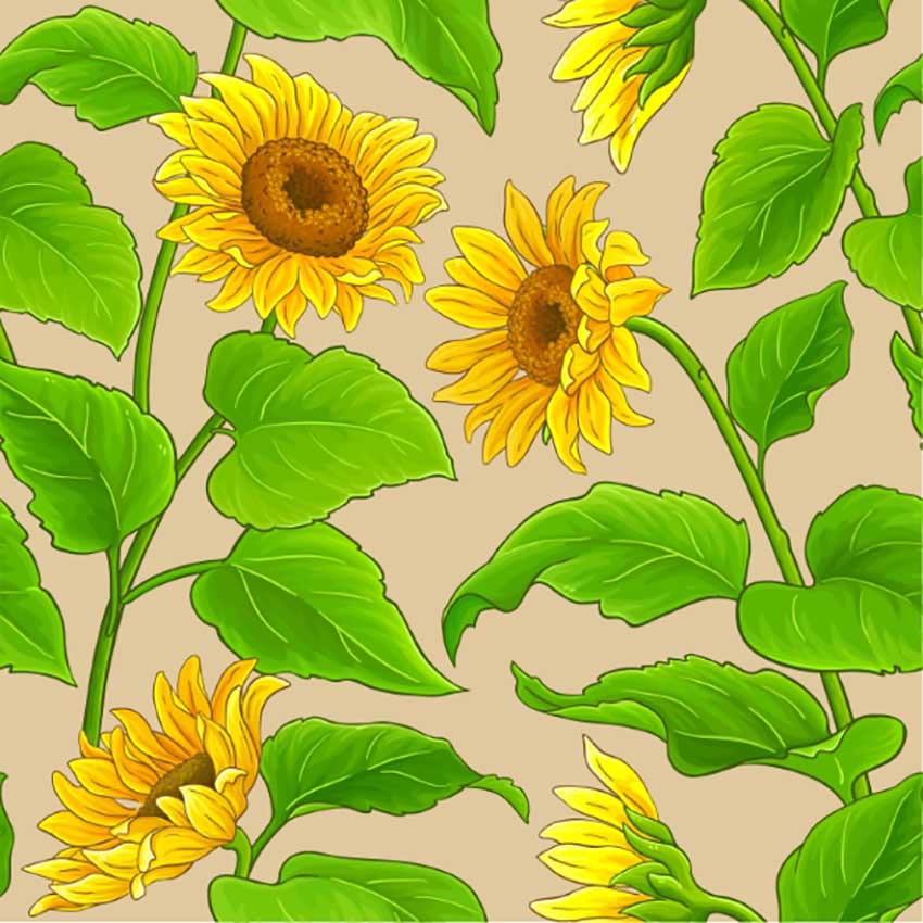 Sunflower Botanical Illustration