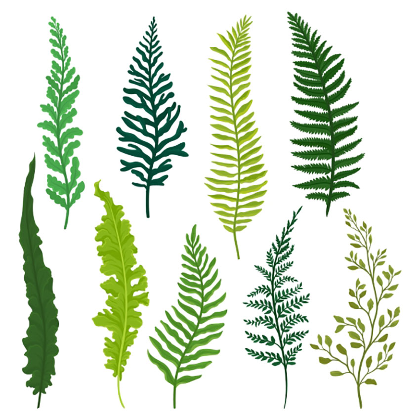 Fern Botanical Illustration