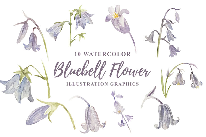Bluebell Botanical Watercolor