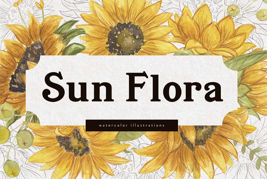 Sunflower Botanical Illustration