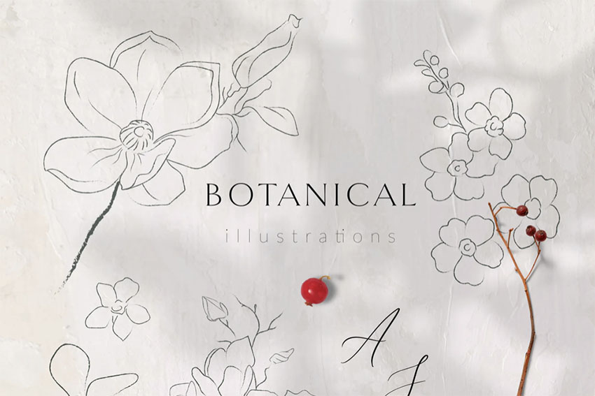 Botanical Illustration