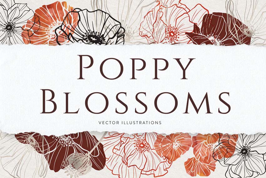 Poppy Botanical Illustration