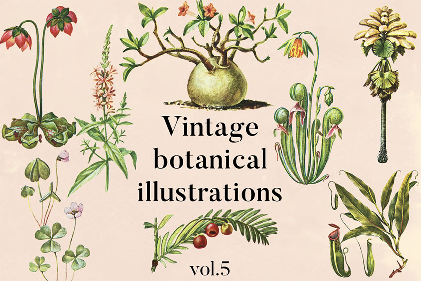 Select Vintage Plant Illustration