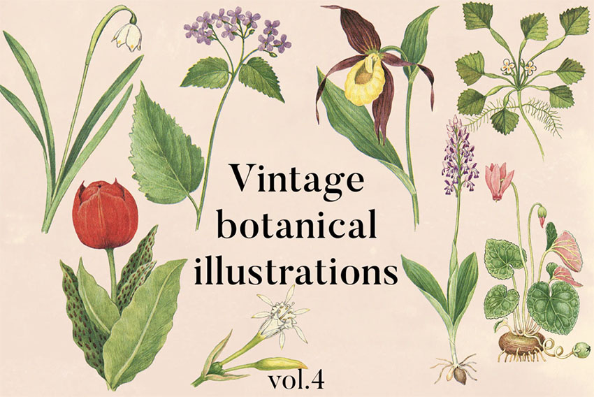 Victorian Botanical Illustration