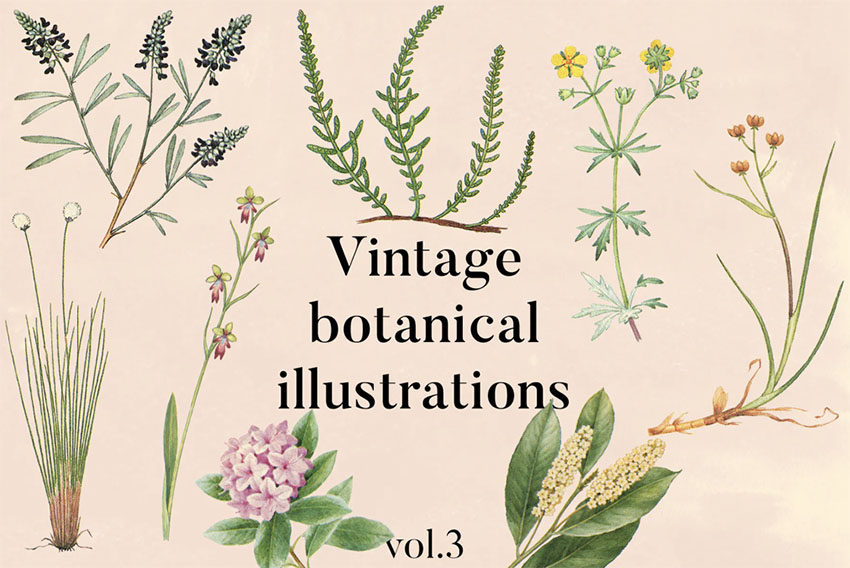 Vintage Botanical Illustrations